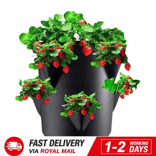 Strawberry planters outdoor - strawberry,