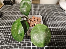 Hoya Obovata Splash Rooted