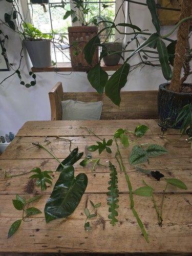 House plant cutting box - house,