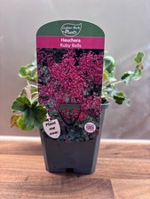 Heuchera Ruby Bells P9 cottage