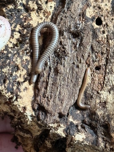 Ghana olive millipede giant