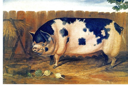 Fat sow blank - sow',
