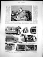 Antique Old Print Mr Edisons New Phonograph Hospital Horses Dogs Cats 1888 19th