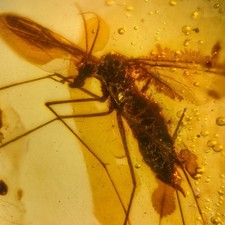 Unknown Fly in Burmese /