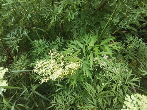Elder cut leaf - elder, elderberry