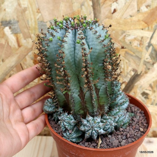 Euphorbia horrida snowflake