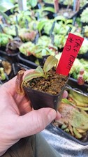 Nepenthes (Veitchii big mama x