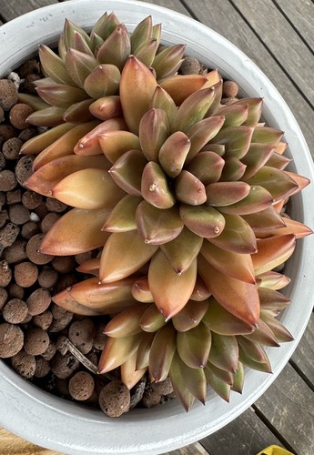 Echeveria misty bubbles - 'misty, bubbles'