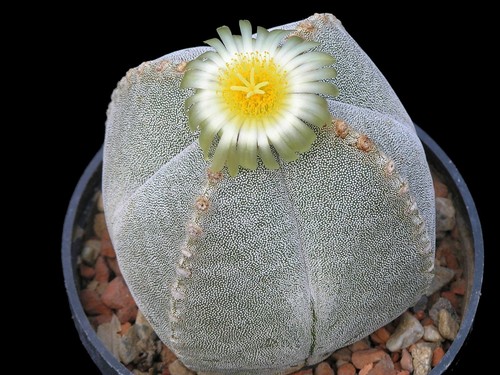 Astrophytum myriostigma - myriostigma, v