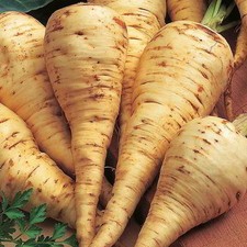 Pastinake - Parsnip - Tender
