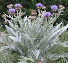 Cardoon spectacular perennial