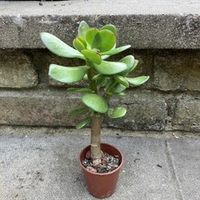 15+cm Jade Money Plant Trees