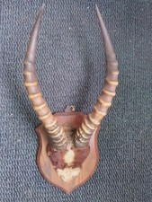Mounted Antlers Springbok 