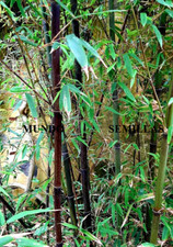 Black Bamboo Phyllostachys