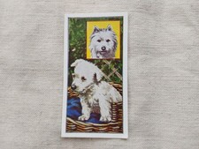 Puppies  #38 West Highland