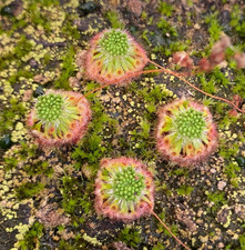 Drosera oreopodion - Pygmy