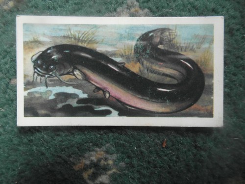 Brooke bond freshwater fish - brooke, "freshwater