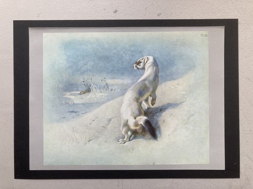 Vintage british mammal - mammal, print
