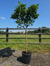 5-6ft Citrus  Reticulata Mandarin Trees Premium Quality! Personal Delivery!