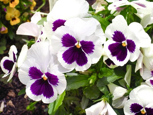 Viola wittrockiana swiss giant - viola,