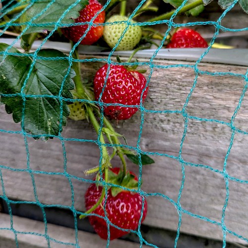 Anti bird wildlife netting - netting, |