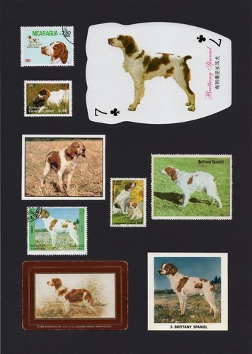 Brittany spaniel mounted - brittany,