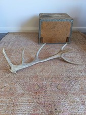 Vintage deer stag antler - vintage,