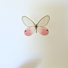 Cithaerias pireta Blushing