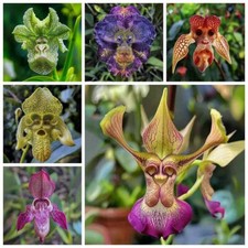 100PCS Monkey Faced flower