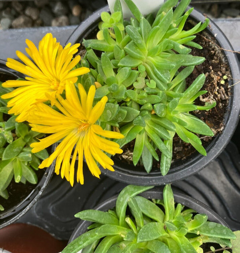 Delosperma alpine congestum - alpine,
