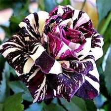 100Pcs Black Dragon Rose Bush