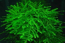 Java Moss 1 Tablespoon SHIPS
