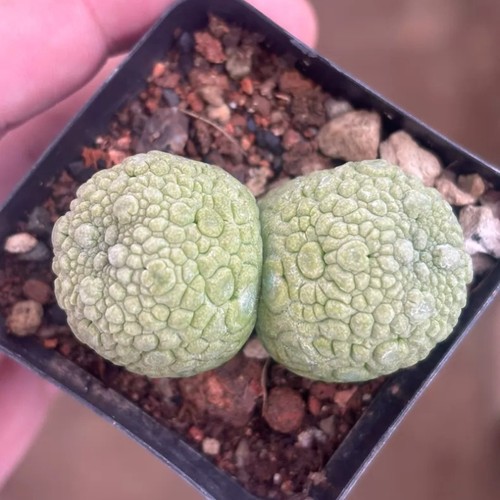 6cm succulent cactus plant - 5-6cm,
