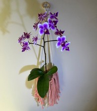 Unique Phalaenopsis Orchid