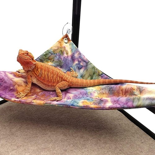 Pet hammock geckos - pet,