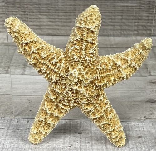 Real starfish seashell - seashell, (d)