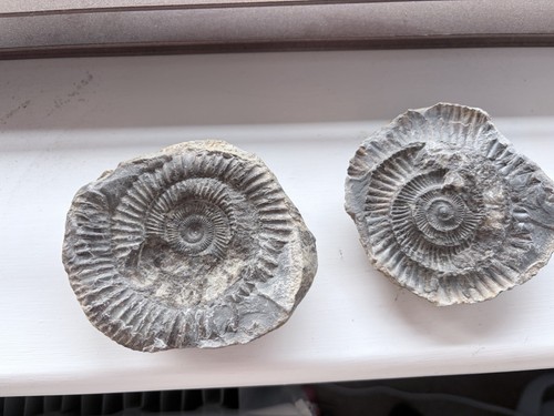 Ammonite fossil from united - ammonite,
