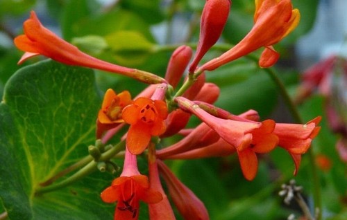 Lonicera honeysuckle dropmore - lonicera,