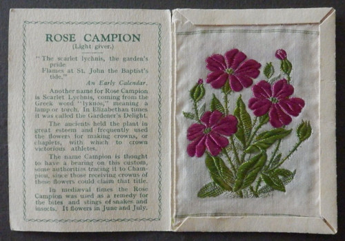 Rose campion light - campion, giver