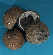 Coconut Shells