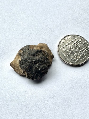 Rare fossilised crab shell - fossilised,