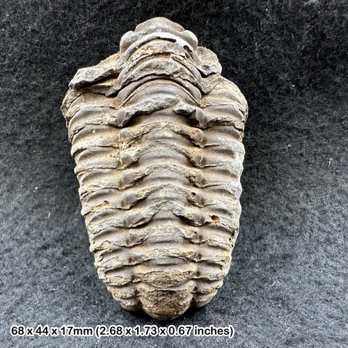 Diacalymene trilobite fossil - ,