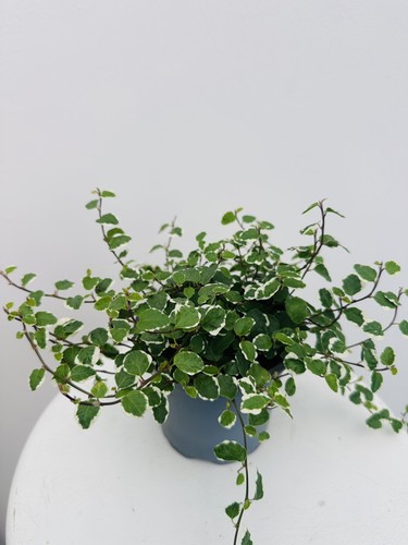 Ficus pumila creeping - -, fig