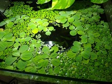 Dwarf water lettuce and - lettuce,