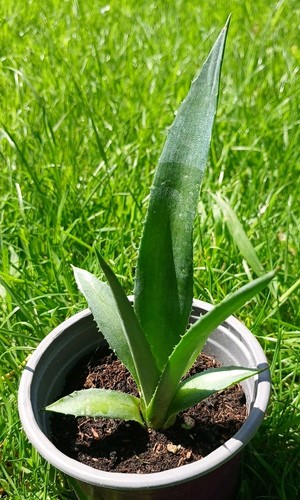 Agave americana succulent - agave,