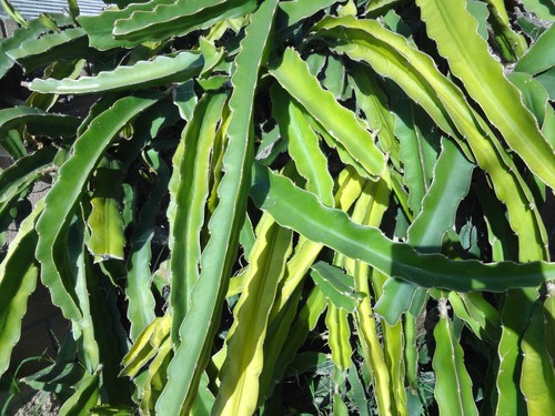 Dragon fruit cactus cutting - fruit,