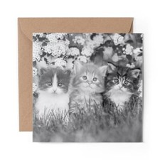 1 x Blank Greeting Card BW - Gorgeous Kittens Garden Cats Animals #41343