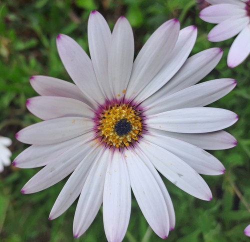 Osteospermum pink shire - 3, x