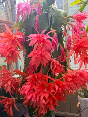 Epiphyllum red disocactus - epiphyllum, red.