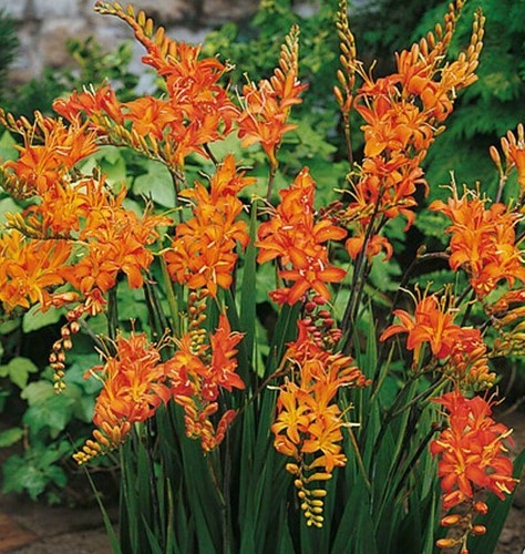 Plants crocosmia monbrecia - 6,